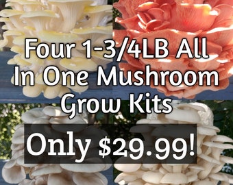 Four All In One 1-3/4LB Mushroom Kits - Receive Yellow Oyster, Princess Pearl Oyster, Pink Oyster, and Blue Oyster Mushroom Kits!