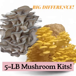 Two All In One 5-LB Mushroom Kits - Receive One Yellow Oyster - One Blue Oyster