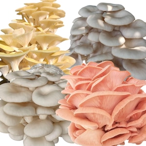 Oyster Mushroom Grow Kits: Yellow, Pink, Blue, Florida- All-in-One Cultivation Kits