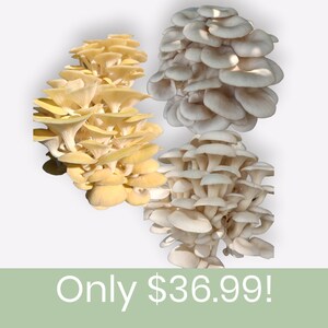 Three All In One 5-LB Mushroom Kits - Receive One Yellow Oyster - One Blue Oyster & One Florida Oyster.