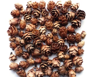 Natural Larch Cones: Arts, Crafts & Floral Decor - 75 Piece Set