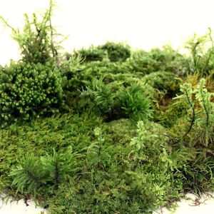 May include: A cluster of vibrant green moss featuring various textures and heights, including dense mounds and upright sprigs. The arrangement displays a mix of light and dark green shades, with the word "Alive!" printed in green in the bottom right corner.