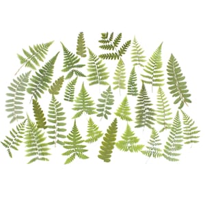 May include: An assortment of green fern leaves of varying sizes and shapes, arranged on a white background. The leaves display a range of green hues, from light to dark, with intricate details.