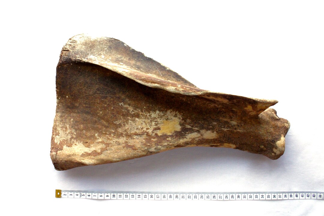 Very Old Cow Scapula Etsy