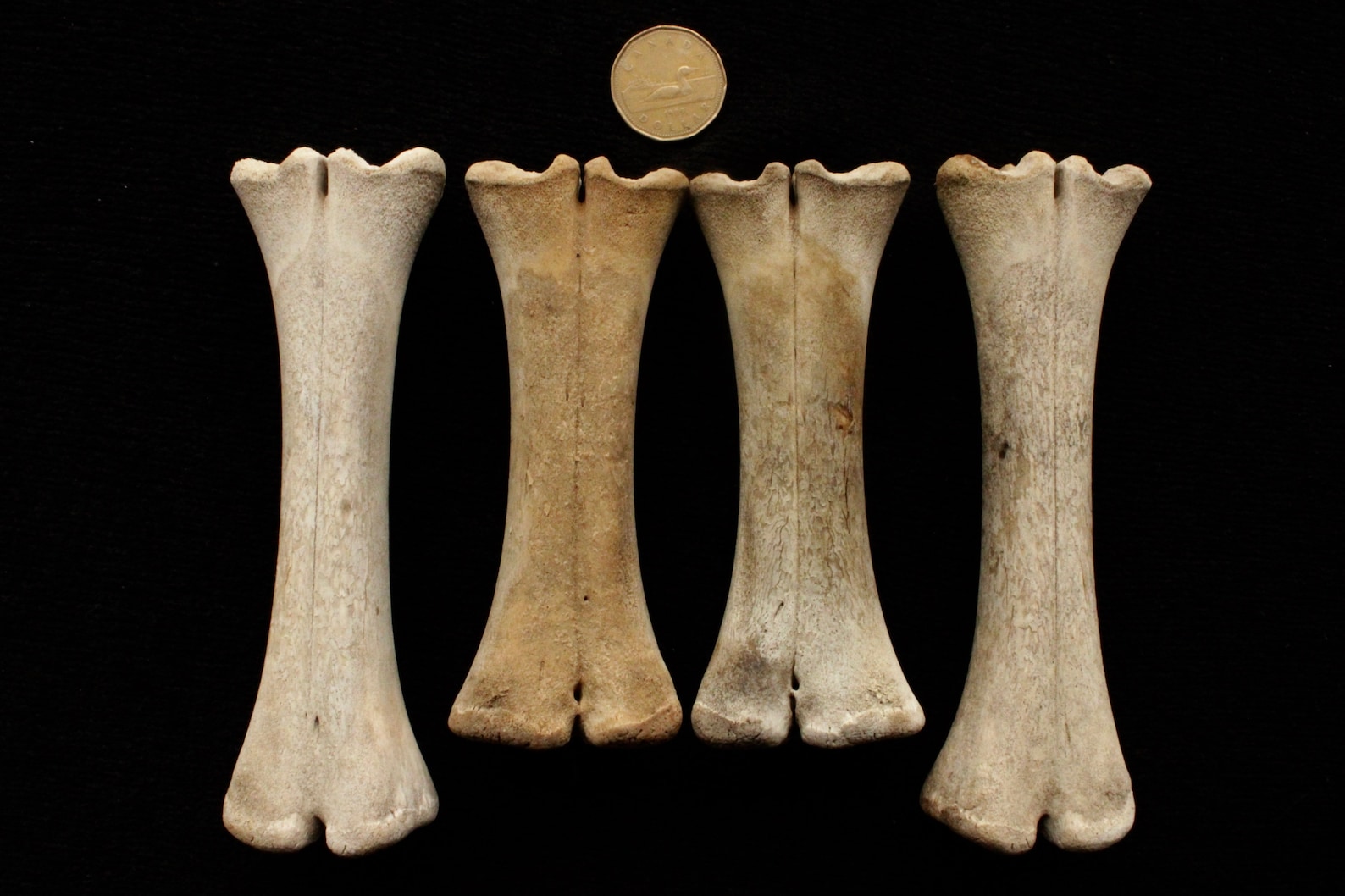 Vintage stillborn calf bones cruelty free Etsy