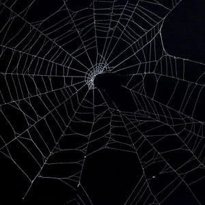 Preserved spider web, a unique prop that could serve as a set piece during a Spencer scene in Tulsa King