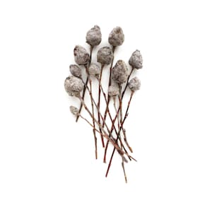 May include: A cluster of dried seed pods in shades of grey, set on thin brown stems. The pods have a textured, frosted look, and the stems are arranged in a natural bundle against a white backdrop. Suitable for floral arrangements and home decoration.