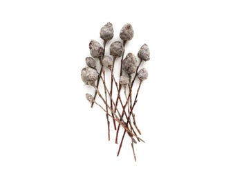 12 galle di salice sui rami - Pigne morbide