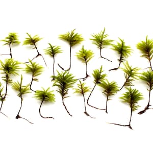 May include: A collection of 18 small green moss plants with brown stems, arranged in a random pattern on a white background.