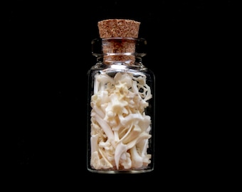 Tiny glass vial filled with bones- 100 bones- Cruelty free