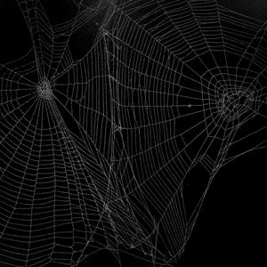 Op de afbeelding: Twee ingewikkelde witte spinnenwebben worden weergegeven tegen een effen zwarte achtergrond. De webben hebben een complex radiaal patroon van zijden draden, waarbij elk web samenkomt in een centraal punt voor een contrastrijk beeld.