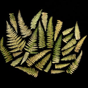 May include: A collection of green and yellow fern fronds arranged on a black background. The fronds vary in size and shape, with a detailed, textured appearance. The image is a top-down view, highlighting the natural patterns.