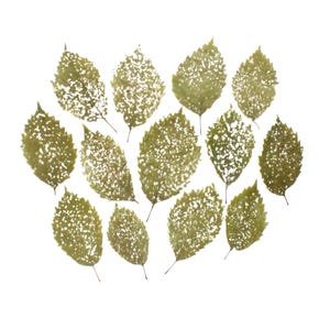 Może przedstawiać: Zbiór oliwkowozielonych liści o skomplikowanych, ażurowych wzorach, ułożonych na białym tle. Liście prezentują delikatne żyłkowanie i teksturowany wygląd, co sugeruje, że są suszone lub konserwowane. Całość jest naturalna i szczegółowa.