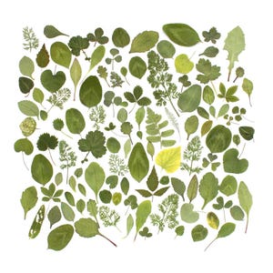 May include: An assortment of green leaves of various shapes and sizes, arranged against a white background. The leaves range in shades from light to dark green, showcasing diverse textures and forms, perfect for botanical art or nature-themed crafts.