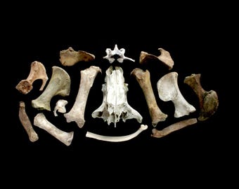 Old Broken Pig Skull and Other Damaged Pig Bones