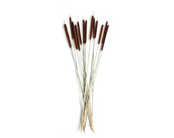 12 Natural Cattails