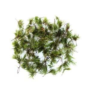 Peut inclure: Un amas de mousse verte fraîche sur fond blanc. La mousse présente une couleur verte vibrante avec quelques zones légèrement brunes. L'image est une vue de dessus, mettant en valeur la texture et les détails naturels de la mousse.