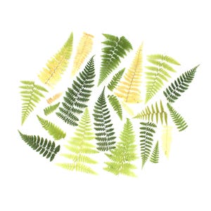May include: A collection of fern fronds arranged in a circular pattern against a white background. The ferns vary in shades of green and yellow, creating a natural, botanical theme.