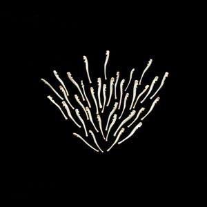 Peut inclure: Un fond noir avec un motif blanc symétrique de fines lignes courbes ressemblant à une fleur stylisée ou un feu d'artifice.