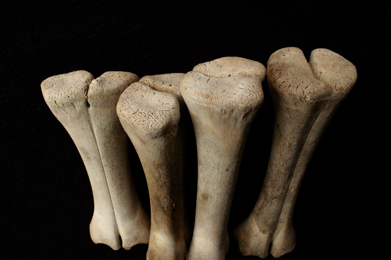 Vintage stillborn calf bones cruelty free Etsy