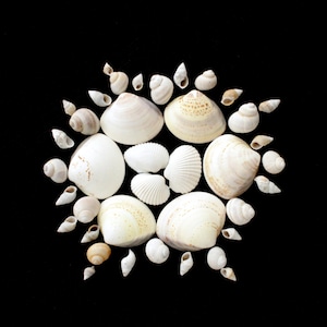 May include: A collection of various seashells arranged in a circular pattern against a black background. The assortment includes several larger, smooth, off-white bivalve shells surrounded by a ring of smaller, spiraled, tan and white snail shells.