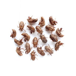 May include: A collection of seventeen light brown, dried cicada exoskeletons arranged in a loose cluster. Each insect shell displays a segmented body, visible legs, and a hard, chitinous texture, showcasing the natural molting process of the insect.