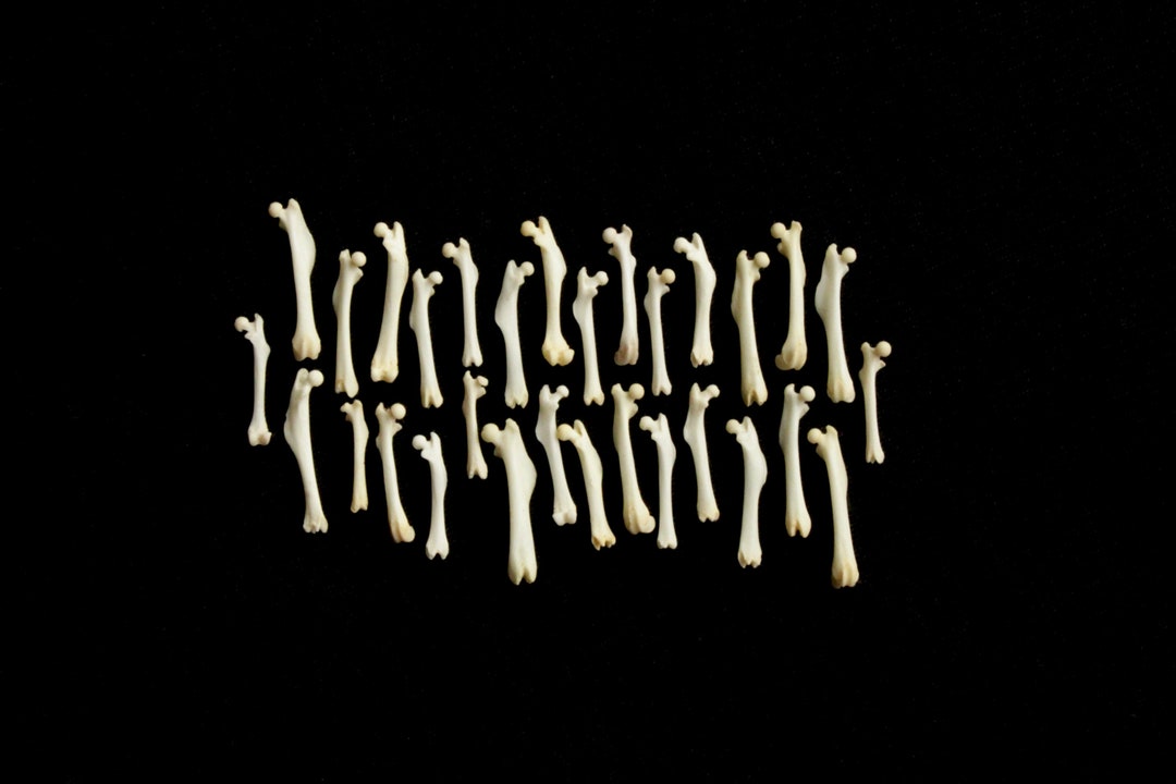 Roden Skeleton Beautiful Small Rodent Bones Femur Cruelty Free - Etsy Canada