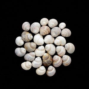 25 small shells - Cruelty free