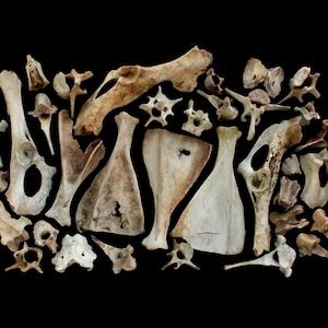 May include: A collection of assorted animal bones, including various vertebrae, scapulae, and pelvic fragments. The bones are off-white, tan, and brown in colour, displaying natural textures, porous surfaces, and irregular shapes arranged together.