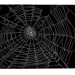 Op de afbeelding: Een grafische print met hoog contrast met een gedetailleerd wit spinnenwebpatroon tegen een effen zwarte achtergrond. Het web straalt uit vanuit een centraal punt met ingewikkelde, onderling verbonden zijden draden die een geometrische structuur vormen.