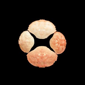 Peut inclure: Quatre carapaces de crabe disposées en cercle sur fond noir. Les coquilles varient du beige clair à l'orange rougeâtre, avec des surfaces texturées. L'image est une vue rapprochée, mettant en valeur les détails des carapaces.