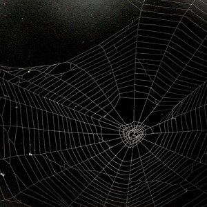 Op de afbeelding: Een wit spinnenweb met een cirkelvormig, stralend patroon van fijne, onderling verbonden zijden draden tegen een effen zwarte achtergrond. Het web heeft een dicht, spiraalvormig centrum met duidelijke radiale lijnen naar de randen.