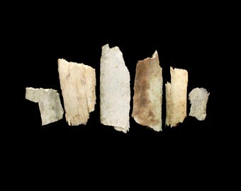 Stained Cow Bones Pieces
