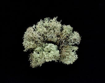 Natural Lichens for Terrarium - Dormant/Dry - Revive with Water!