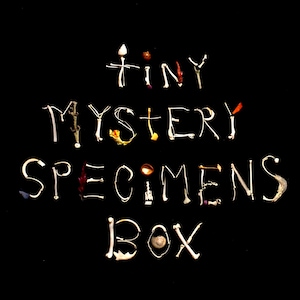 Tiny mystery wild specimens box!-Always cruelty free