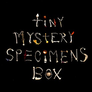 Tiny mystery wild specimens box!-Always cruelty free- 70 tiny specimens from the forest and other places.
