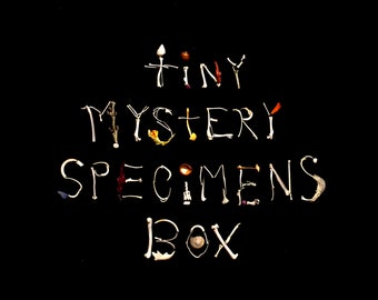 Tiny Wild Specimens Mystery Box: Cruelty Free - Bones, shells, plants, teeth