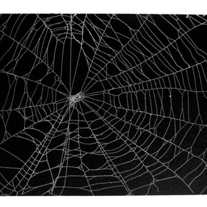 Op de afbeelding: Een grafische print met hoog contrast met een gedetailleerd wit spinnenwebpatroon tegen een effen zwarte achtergrond. Het ingewikkelde webontwerp straalt uit vanuit een centraal punt en toont dunne, onderling verbonden lijnen.