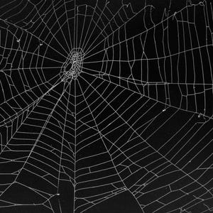 Op de afbeelding: Een wit spinnenweb met een complex radiaal patroon van dunne, onderling verbonden zijden draden tegen een effen zwarte achtergrond. Het web heeft een dicht centraal knooppunt met uitstralende spaken en concentrische segmenten.