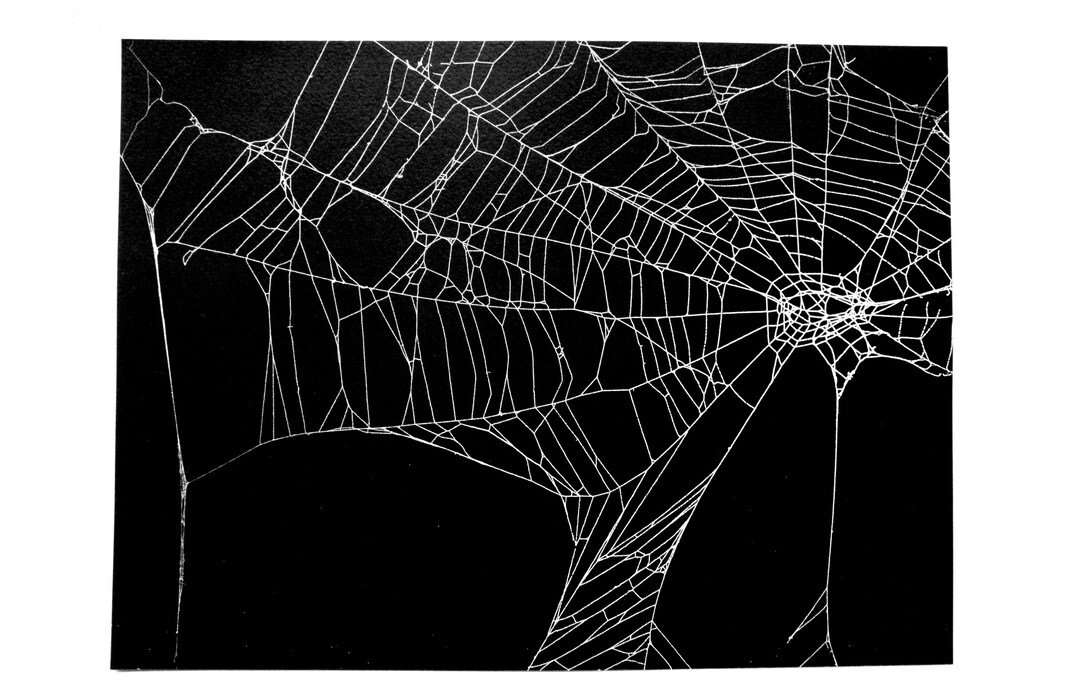 Large Real Preserved Spider  Cruelty Free Etsy