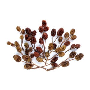 Över 50 naturliga unga alkottar - Konst och hantverksmaterial