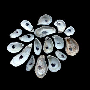 May include: A collection of sixteen individual oyster shells arranged in a circular pattern. Each shell features a smooth, iridescent white interior with a distinct, dark, circular muscle scar at the centre, contrasting against the black background.