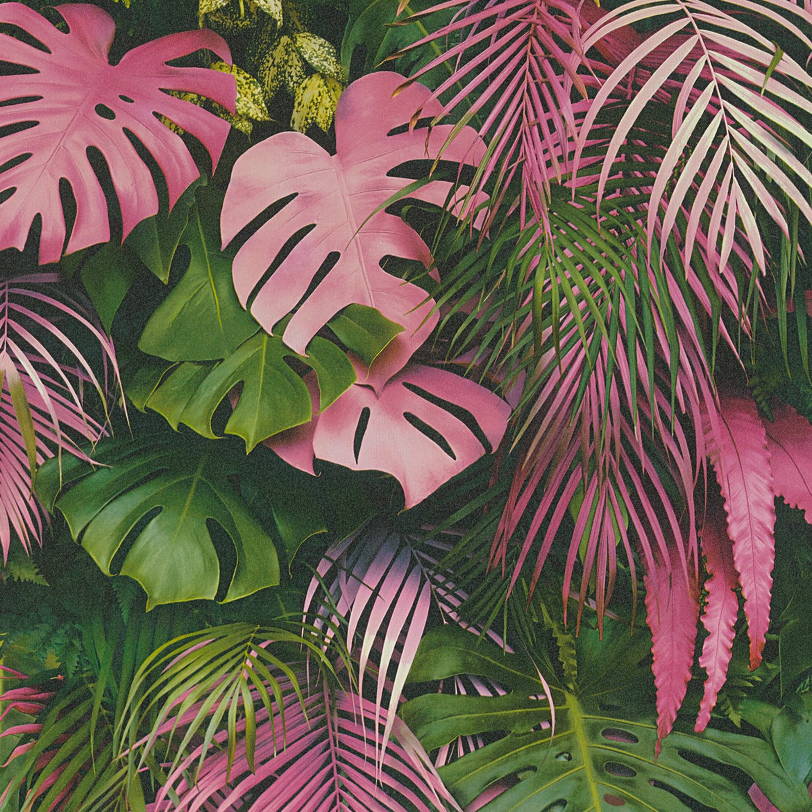 Pink Palm Leaf Wallpaper Monstera Wallpaper Palm Leaf | Etsy