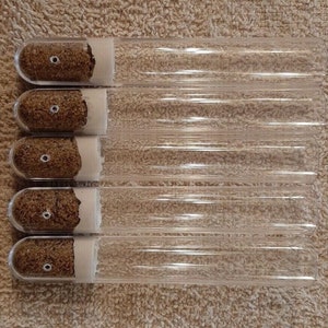 Amoma Handmade River Sand Plaster Plastic Queen Ant Test Tubes for Starter Colonies