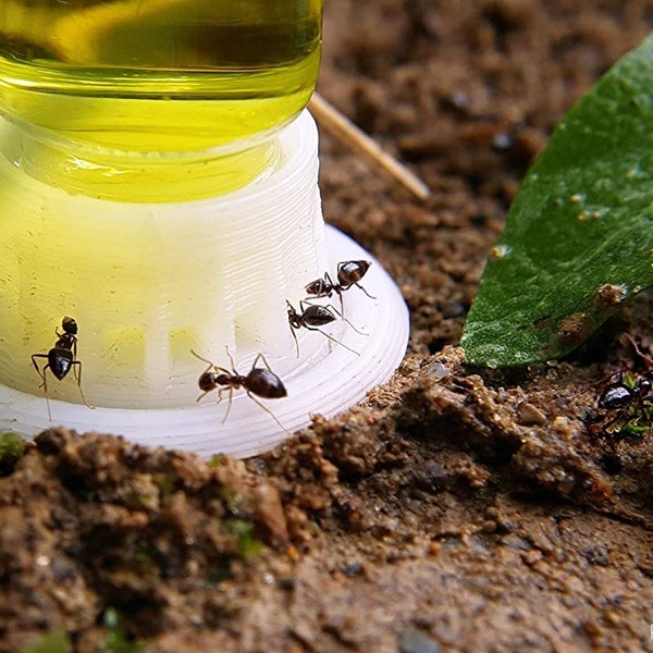 Nectar/Water Liquid Feeder Towers for Queen Ants for Keeping and Studying