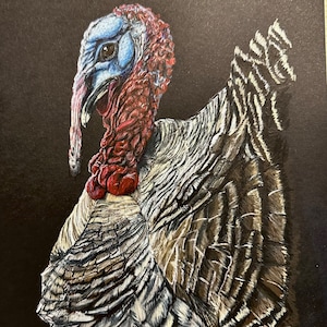 Original Strutting Turkey Tom Drawing