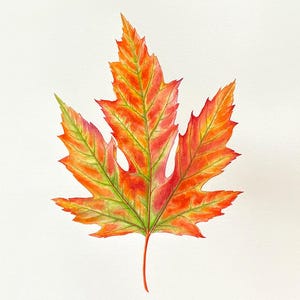 Maple leaf No.3 - Original watercolour. Botanical Painting, Original Artwork, Home Decor, Decorative wall art, Forest leaves, autumn decor