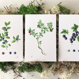 Bessen collectie. Set van 3 Botanische POSTKAARTEN. Botanische kunst aquarel illustratie, schilderen, beeldende kunst