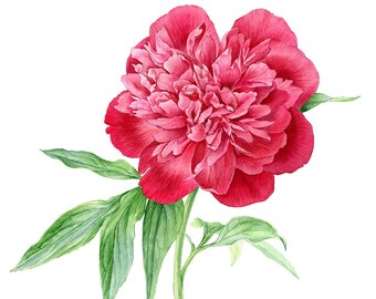 ARTE ORIGINAL - Peonía roja, arte botánico, obra de arte, flor roja, acuarela hecha a mano, ilustración botánica, decoración del hogar, arte de pared, regalo