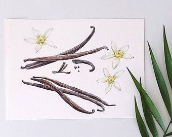 Vanilla flowers and spices - ORIGINAL ART 13x18 cm, art, watercolour, Botanical illustration, Botanical Art, Painting,Home decor, wall art